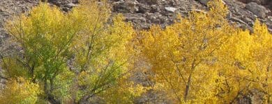 Fall trees in a canyon
