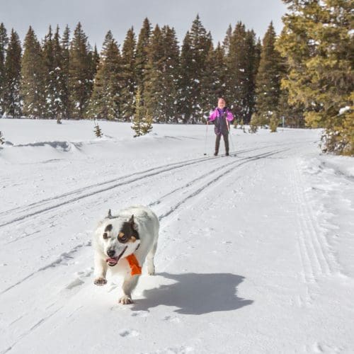 dog running on a cross country ski trail followed by a skier