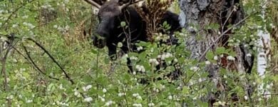 Moose in heavy green foliage with trees