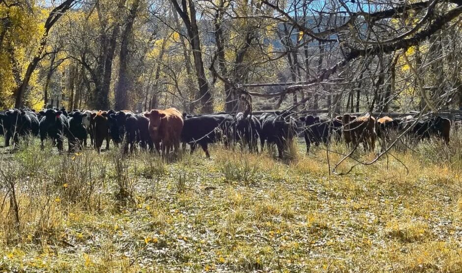 herd of cattle standing in a grassy field in the shade of trees with brilliant yellow autumn leaves. The foreground is dry, yellowed grass and leaves. Most cattle are dark, with one brown cow standing near the center