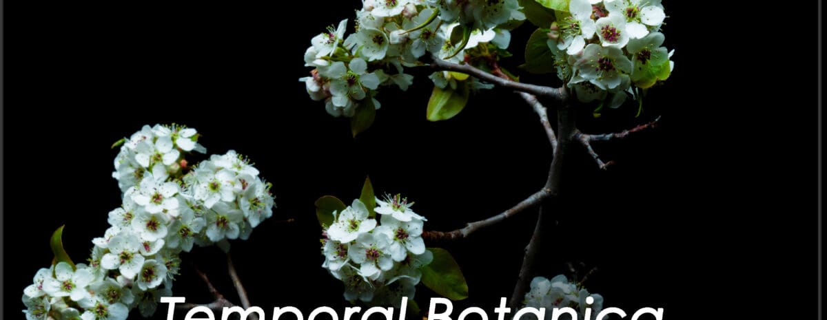 Event flyer for the "Temporal Botanica" Matt Janson Exhibit at the Grand Mesa Arts & Events Center. The background is solid black, featuring a vibrant, high-contrast photograph of delicate white blossoms on dark branches with green leaves. White text reads: "Temporal Botanica, Matt Janson Exhibit. Opening January 19th. Artist's Reception January 30th, 4:00 - 6:00pm." The bottom includes the Grand Mesa Arts & Events Center logo and contact information: 195 W. Main Street, Cedaredge, CO 81413, 970-856-9195, and www.gmaec.org. A QR code is in the bottom right corner.