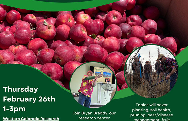 Event flyer for the "Apple Care and Pruning Workshop" featuring Bryan Braddy at the Western Colorado Research Center – Rogers Mesa. The top shows a large bin of bright red apples. Two circular inset photos show an instructor teaching indoors and students practicing pruning in a field. Event Details: Date: Thursday, February 26th, 1:00 PM – 3:00 PM. Location: 30624 Hwy 92, Hotchkiss, CO 81419. Cost: FREE; includes coffee and refreshments. Topics: Planting, soil health, pruning, pest/disease management, fruit thinning, and harvest. Logos: Colorado State University and Western Colorado Research Center. Contact: (970) 495-2226 or brad.tonnessen@colostate.edu.