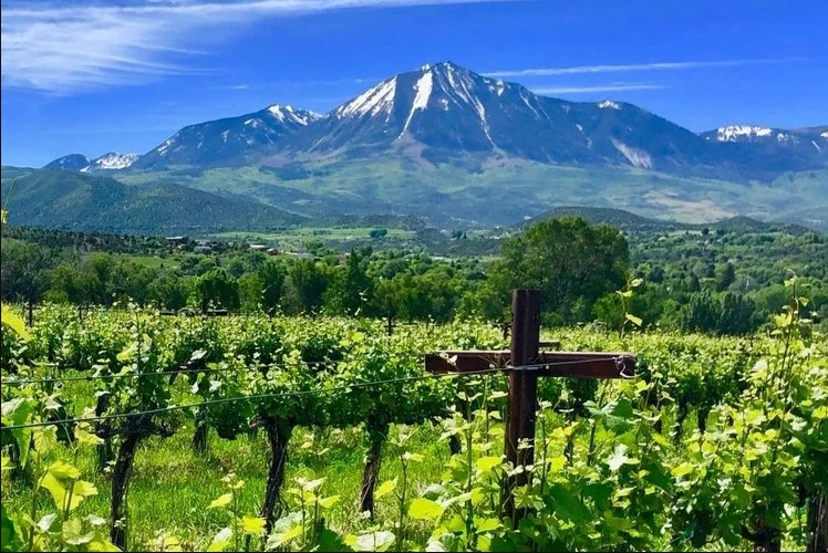 view on vineyards with mountains in the background