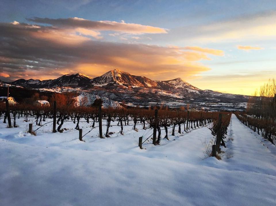 Stone Cottage Cellars Vineyard at sunset in the winter