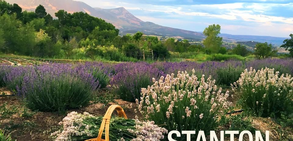 Lavender Fields with a basket