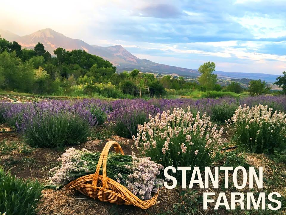 Lavender Fields with a basket